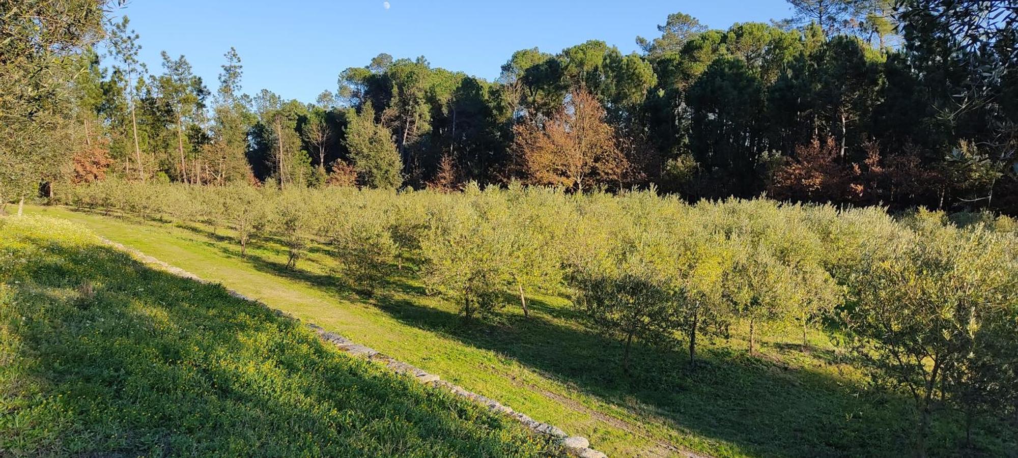 Penzion Quinta Da Pedra Mija Santar Exteriér fotografie