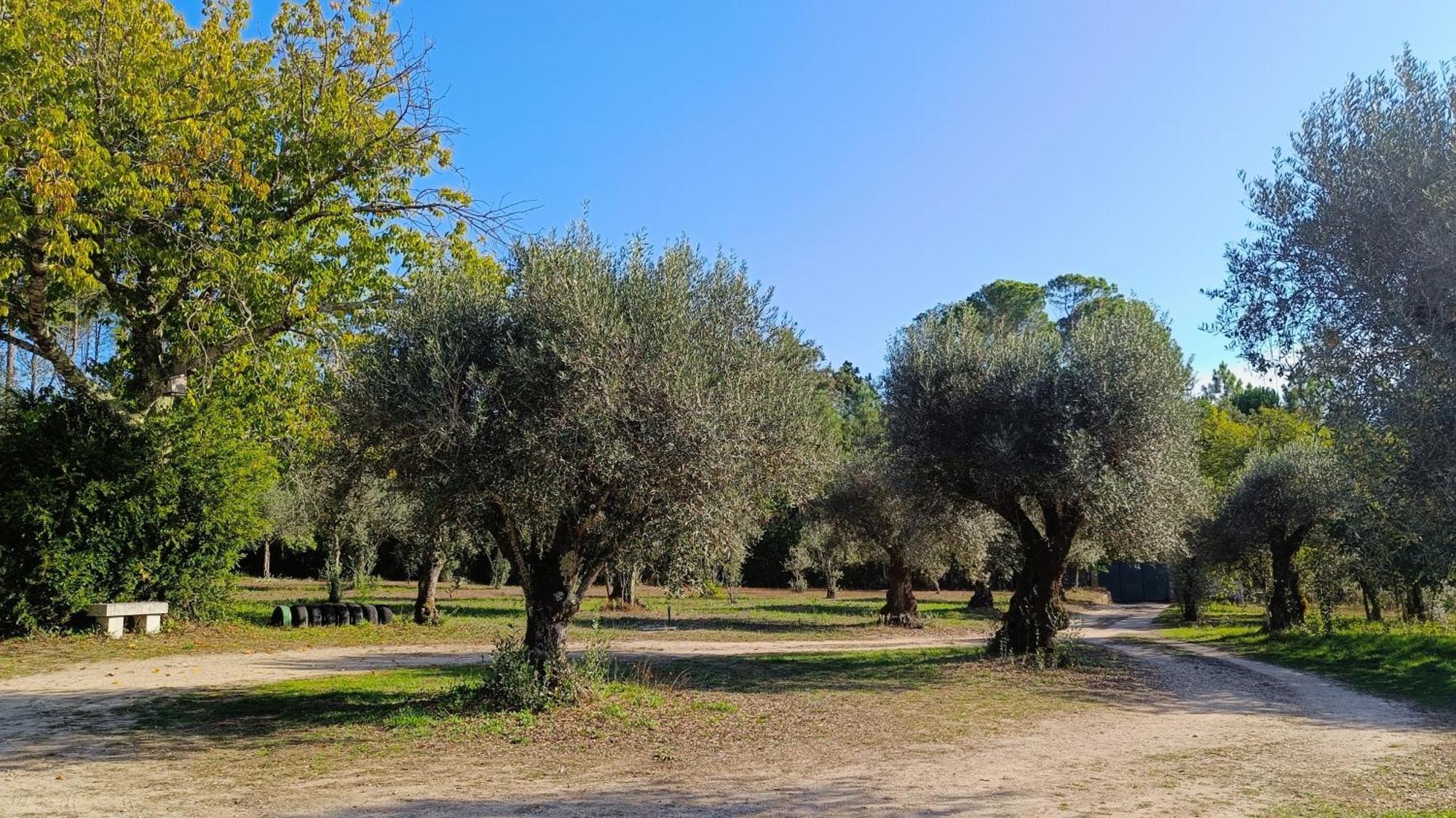 Penzion Quinta Da Pedra Mija Santar Exteriér fotografie